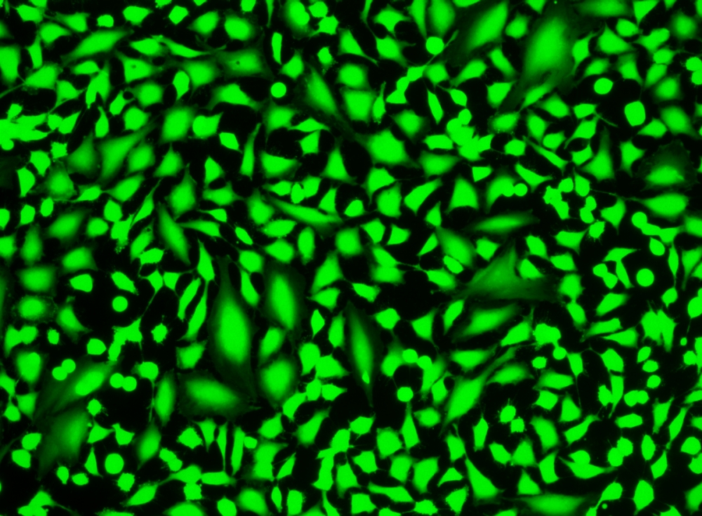 Cell Explorer 活细胞标记试剂盒 绿色荧光