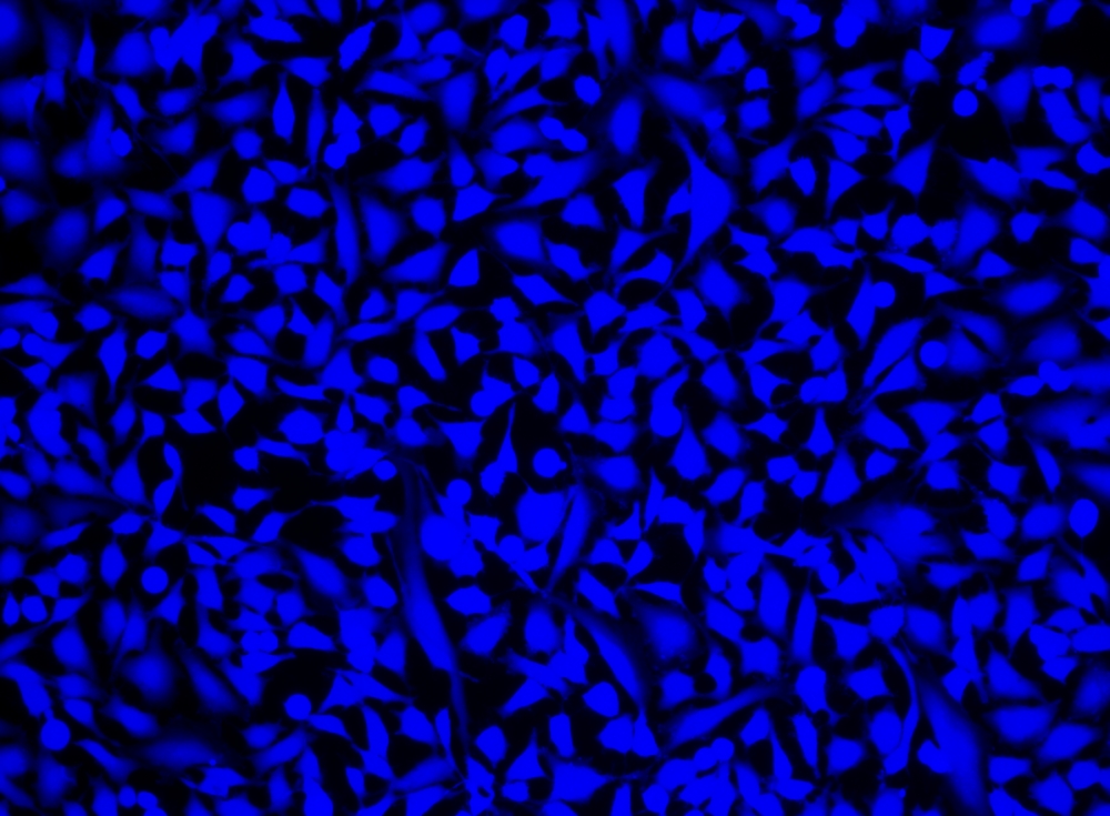 Cell Explorer 活细胞标记试剂盒 蓝色荧光