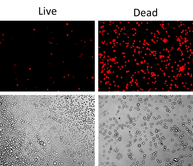 Live or Dead 固定化死细胞标记试剂盒 红色荧光