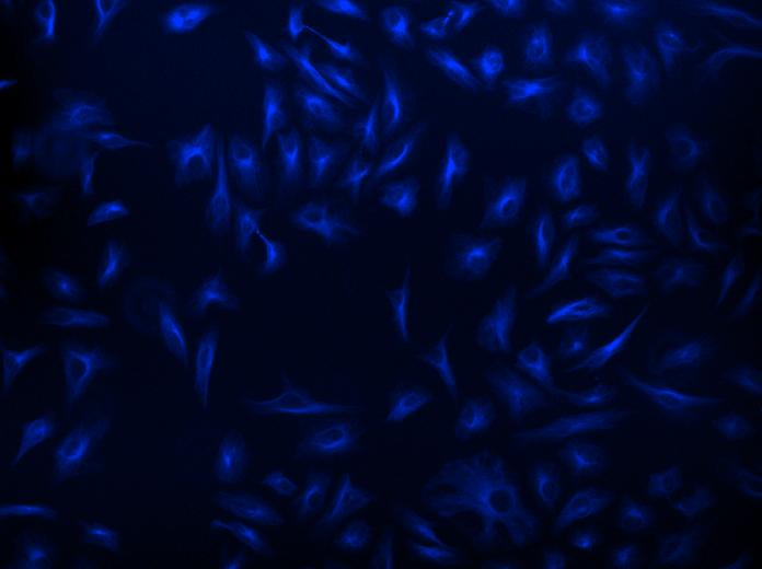 链霉亲和素偶联物 iFluor 405-标记