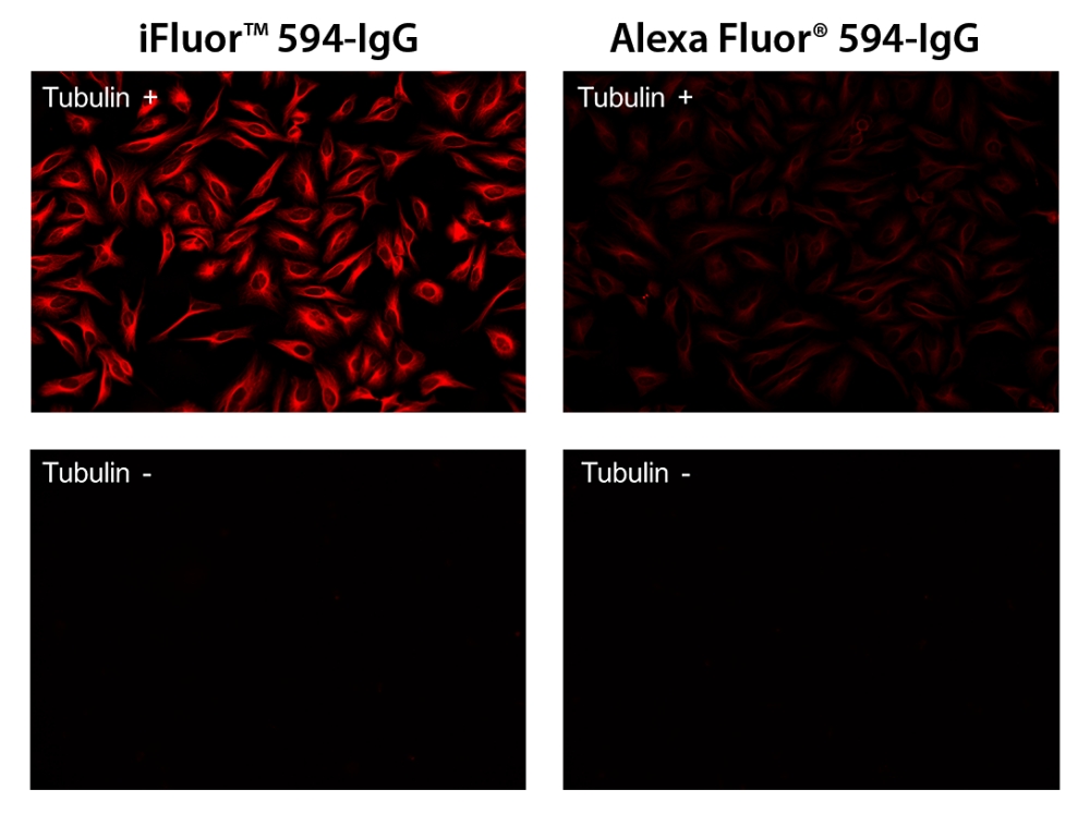 iFluor 488羊抗兔免疫球蛋白(H+L)