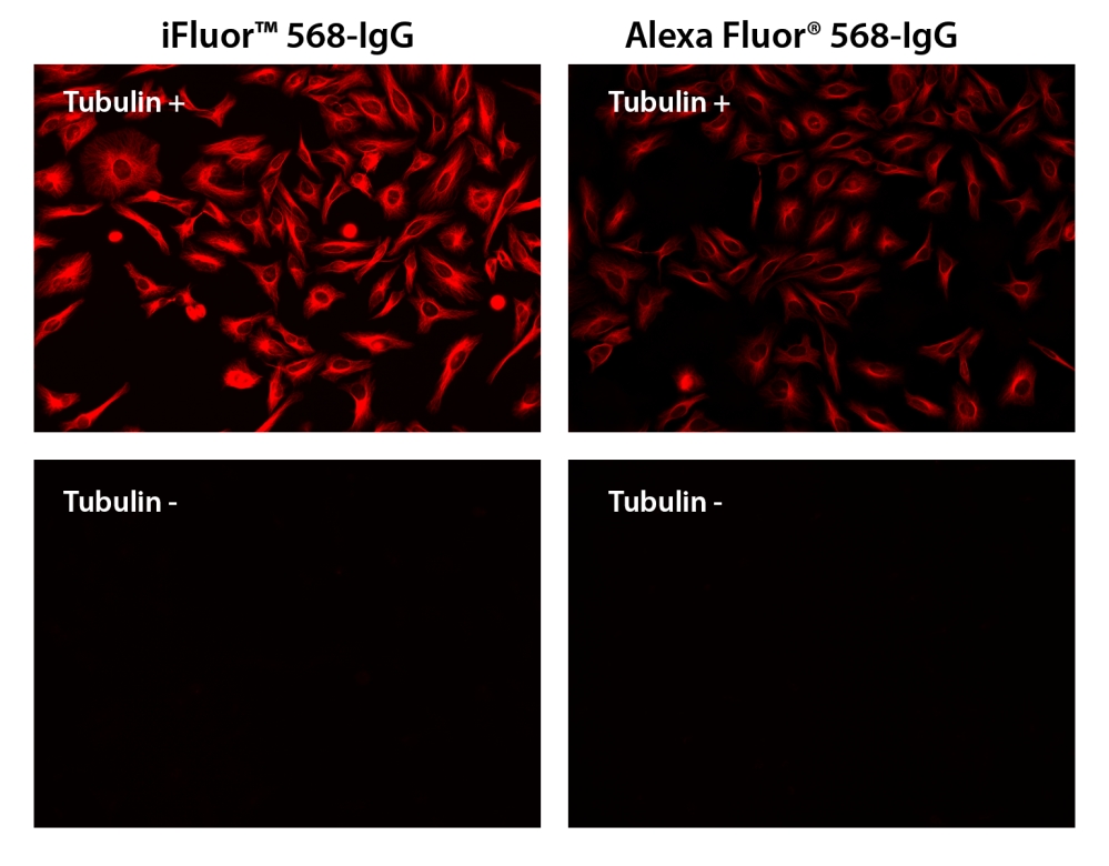 iFluor 568羊抗鼠免疫球蛋白(H+L)