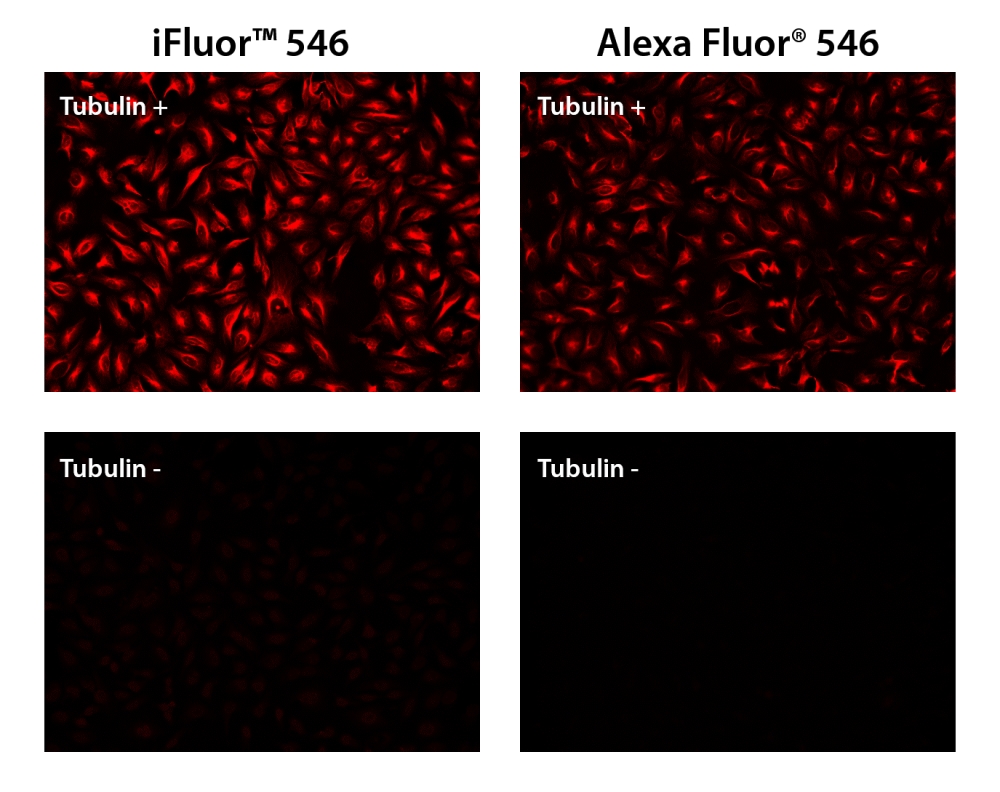 iFluor 546羊抗鼠免疫球蛋白(H+L)