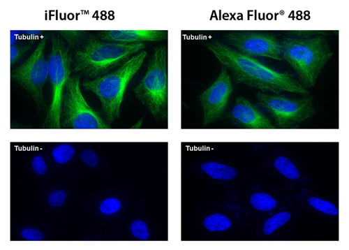 iFluor™488羊抗鼠免疫球蛋白(H+L)