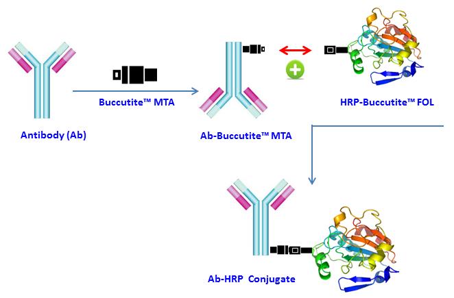 Buccutite 过氧化物酶（HRP）抗体偶联试剂盒 适合标记25ug蛋白
