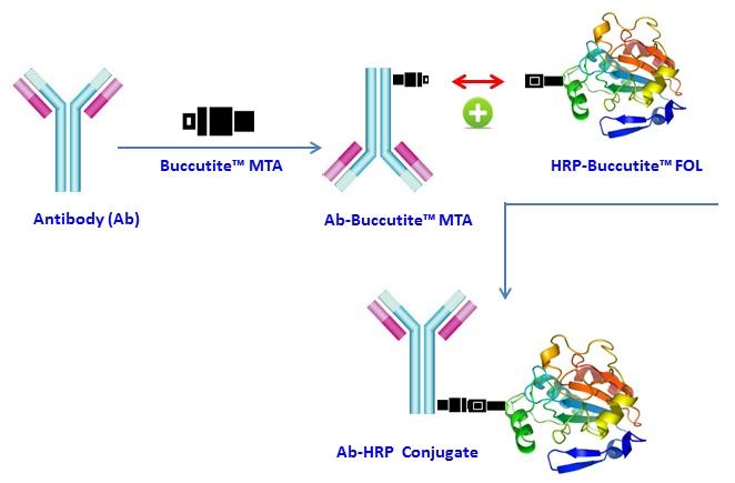 Buccutite 过氧化物酶（HRP）抗体偶联试剂盒 适合标记100ug蛋白