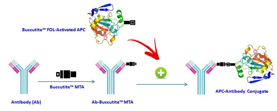 Buccutite APC-Cy5.5抗体标记试剂盒（标记25ug抗体）