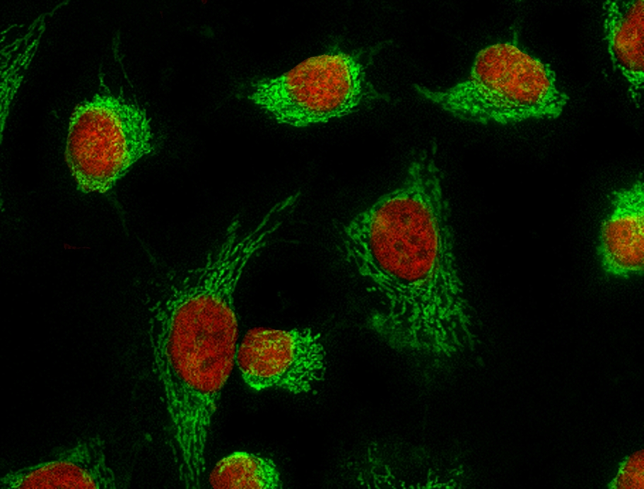 核橙 LCS1 活细胞染料