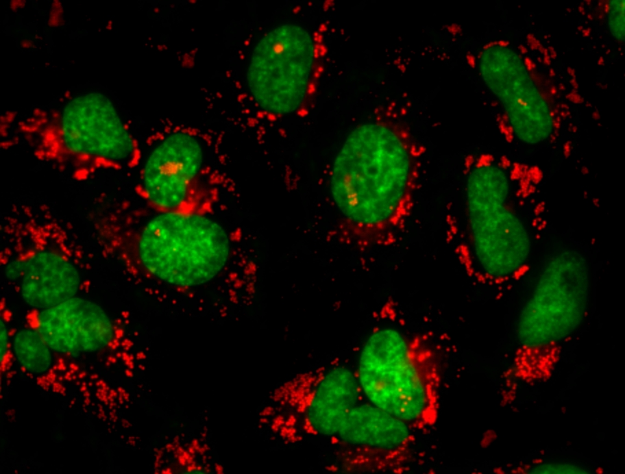 核绿 LCS1 活细胞染料