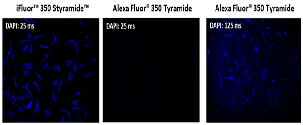 iFluor 647 Styramide超级信号放大成像试剂盒，含有山羊抗兔IgG