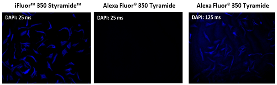 iFluor 350 Styramide超级信号放大成像试剂盒，含有山羊抗兔IgG