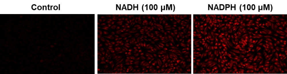 Cell Meter 细胞内NADH / NADPH荧光成像试剂盒 深红色荧光