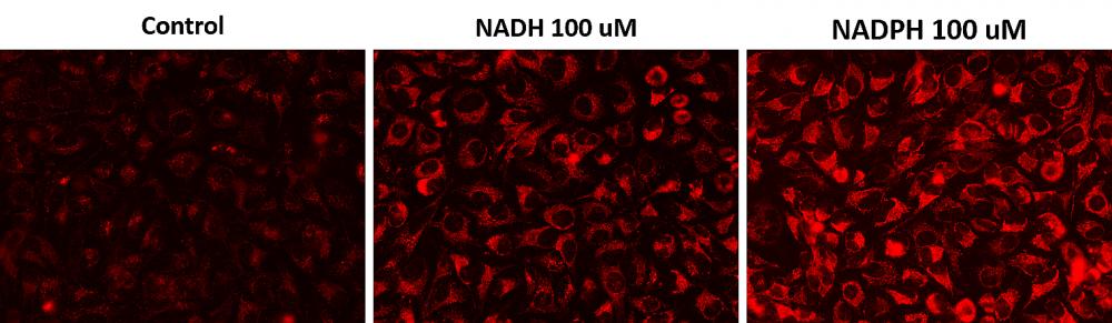 Cell Meter 胞内NADH / NADPH荧光成像分析试剂盒