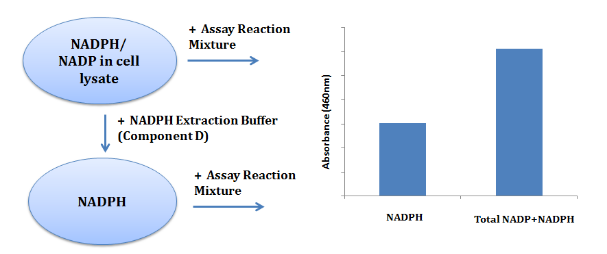 Amplite NADP/NADPH比率检测试剂盒(比色法)