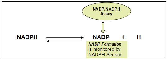 Amplite NADP+/NADPH检测试剂盒（荧光法） 红色荧光