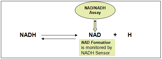 Amplite NAD+/NADH检测试剂盒（荧光法） 红色荧光