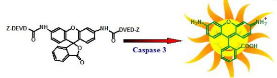 Amplite 荧光法Caspase 3/7活性检测试剂盒 绿色荧光