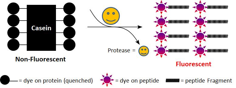 酪朊酸,TAMRA标记